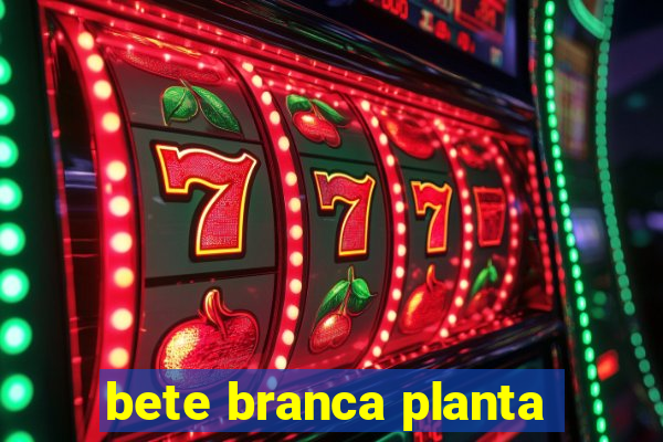 bete branca planta